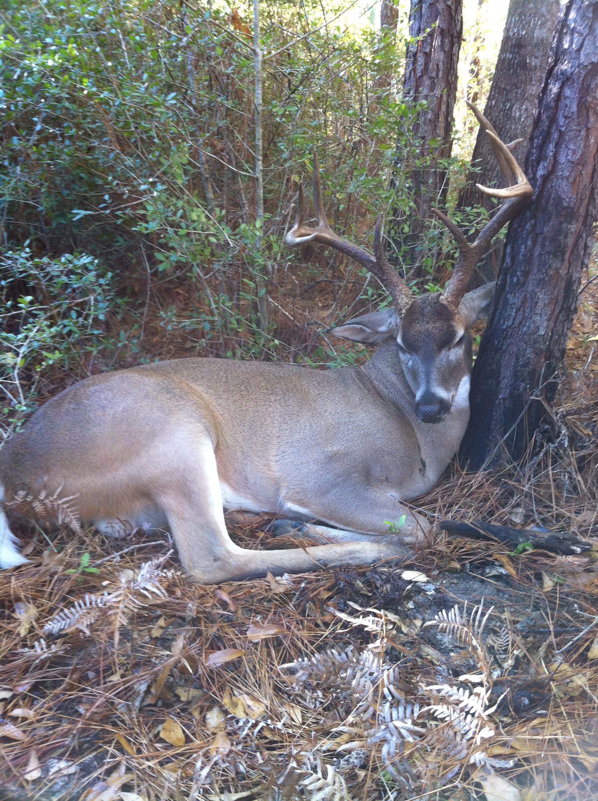Links Jackson's Deer Processing Crosby Texas Sausage Hogs Exotic Houston